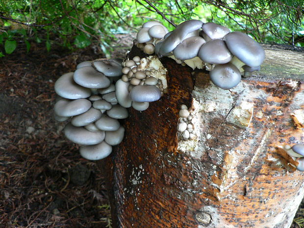 hliva ustricovitá Pleurotus ostreatus (Jacq.) P. Kumm.