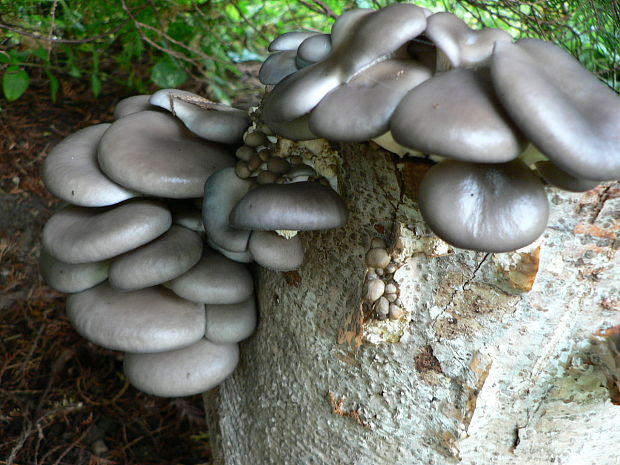 hliva ustricovitá Pleurotus ostreatus (Jacq.) P. Kumm.