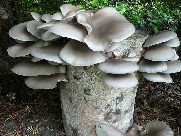 hliva ustricovitá Pleurotus ostreatus (Jacq.) P. Kumm.