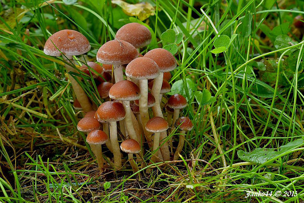 drobuľka vodomilná Psathyrella piluliformis (Bull.) P.D. Orton