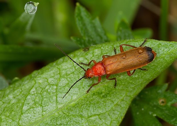 snehuľčík žltý Rhagonycha fulva