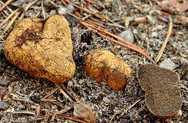 koreňovec žltkastý Rhizopogon luteolus Fr. & Nordholm