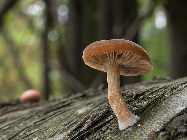 smeťovička veľká Simocybe sumptuosa (P.D. Orton) Singer