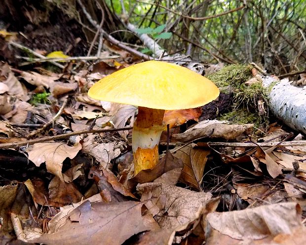 masliak smrekovcový Suillus grevillei (Klotzsch) Singer