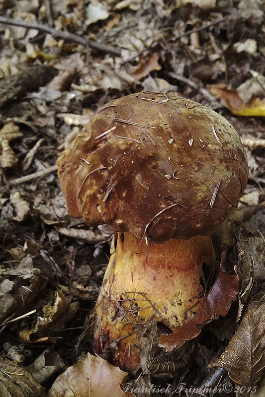 hríb zrnitohlúbikový Sutorius luridiformis (Rostk.) G. Wu & Zhu L. Yang