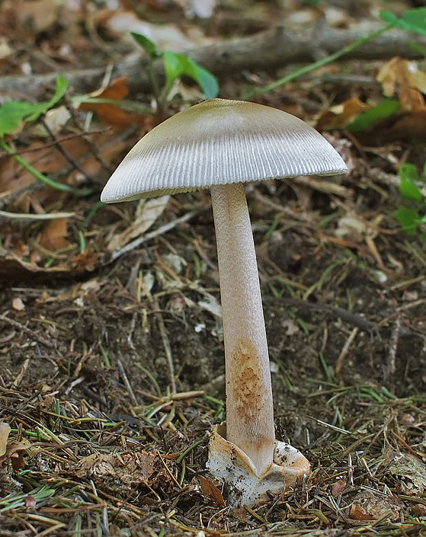 muchotrávka umbrovožltá Amanita battarrae (Boud.) Bon