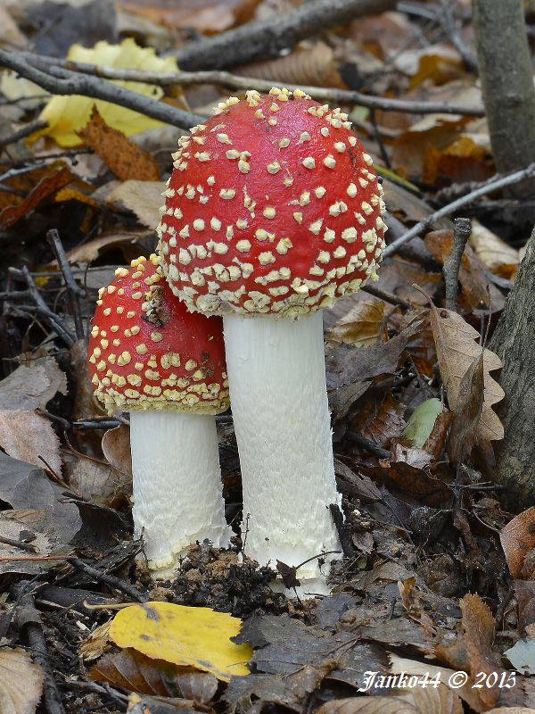 muchotrávka červená Amanita muscaria (L.) Lam.