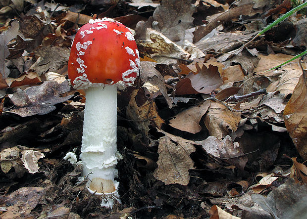 muchotrávka červená Amanita muscaria (L.) Lam.