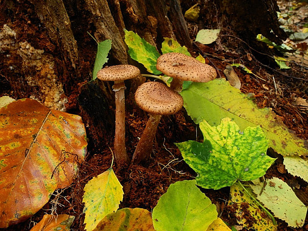 podpňovka Armillaria sp.