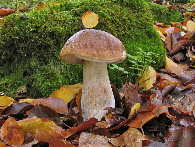 hríb smrekový Boletus edulis Bull.