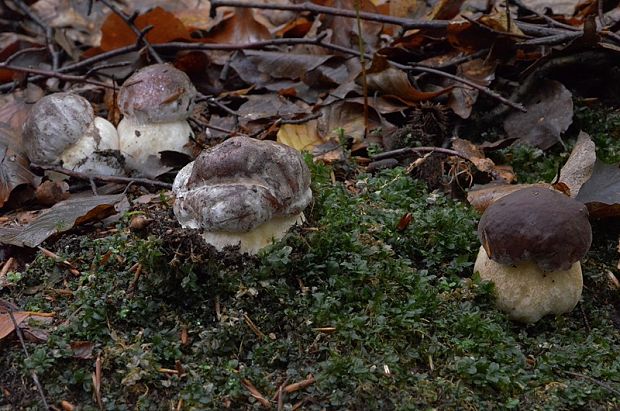 hríb sosnový Boletus pinophilus Pil. et Dermek in Pil.