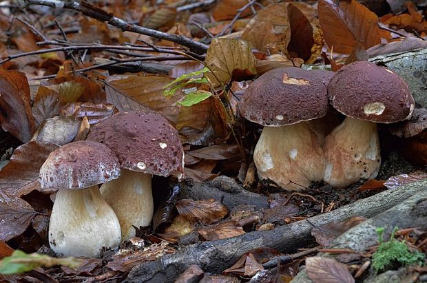 hríb sosnový Boletus pinophilus Pil. et Dermek in Pil.