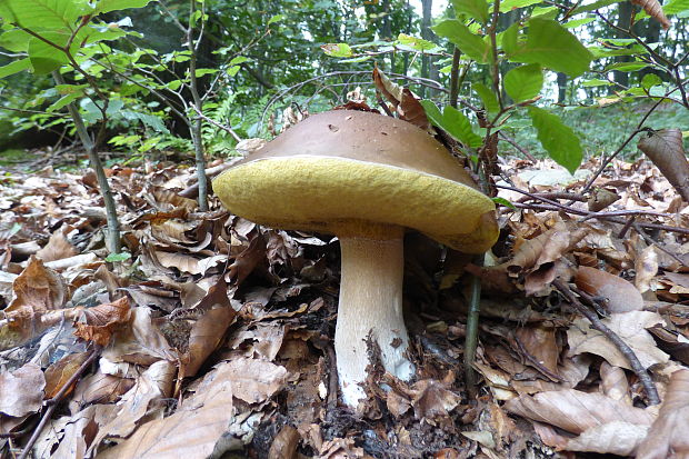 hríb dubový Boletus reticulatus Schaeff.