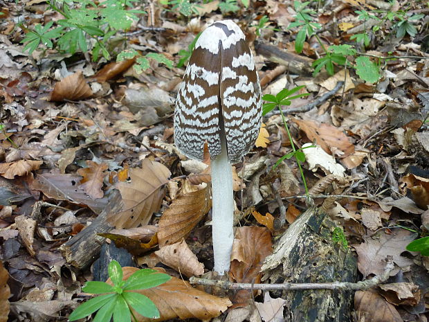 hnojník strakatý Coprinopsis picacea (Bull.) Redhead, Vilgalys & Moncalvo