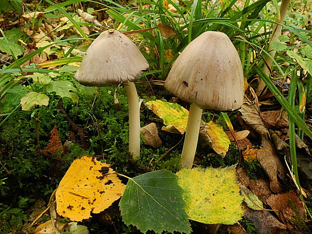 hnojník Coprinus sp.