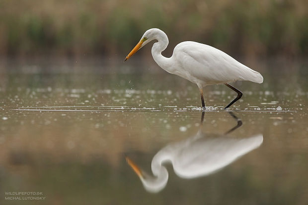 volavka biela Egretta alba