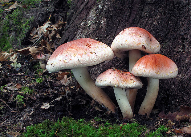 strapcovka tehlovočervená Hypholoma lateritium (Schaeff.) P. Kumm.