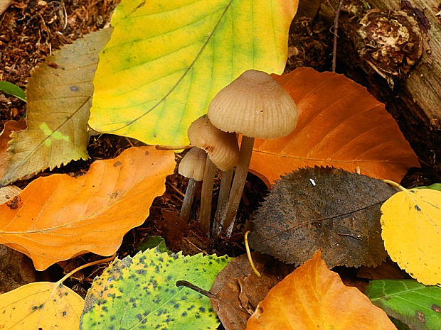 prilbička Mycena sp.