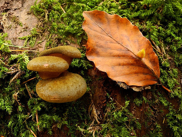 pňovka neskorá Sarcomyxa serotina (Pers.) P. Karst.