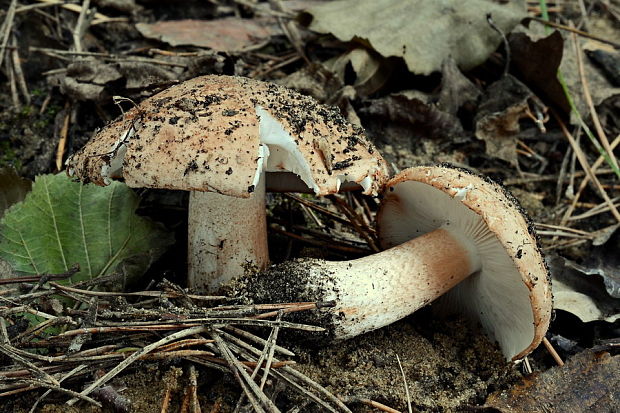 čírovka Tricholoma sp.