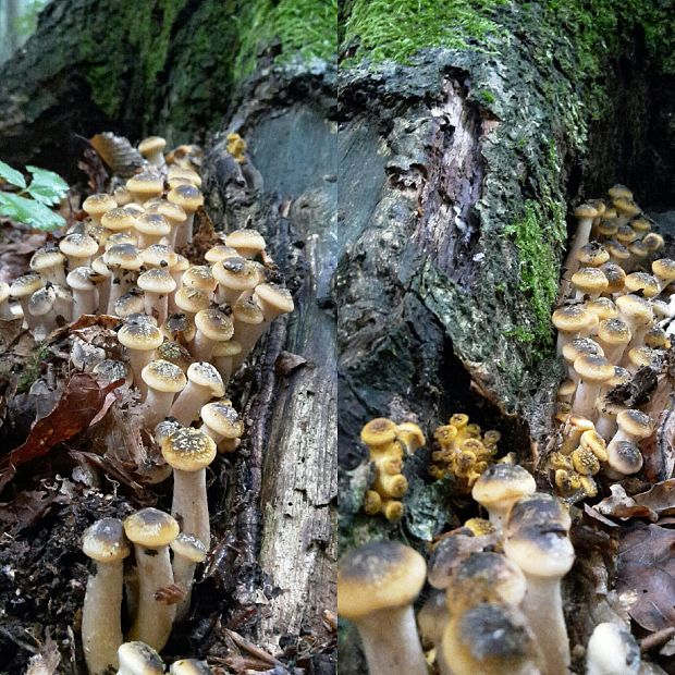 podpňovka Armillaria sp.