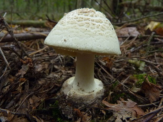 muchotrávka citrónovožltá Amanita citrina Pers.