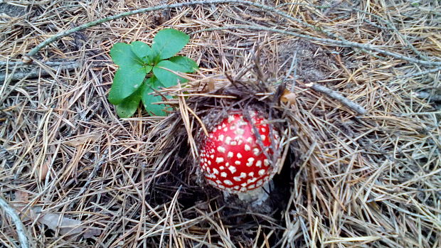 muchotrávka červená Amanita muscaria (L.) Lam.