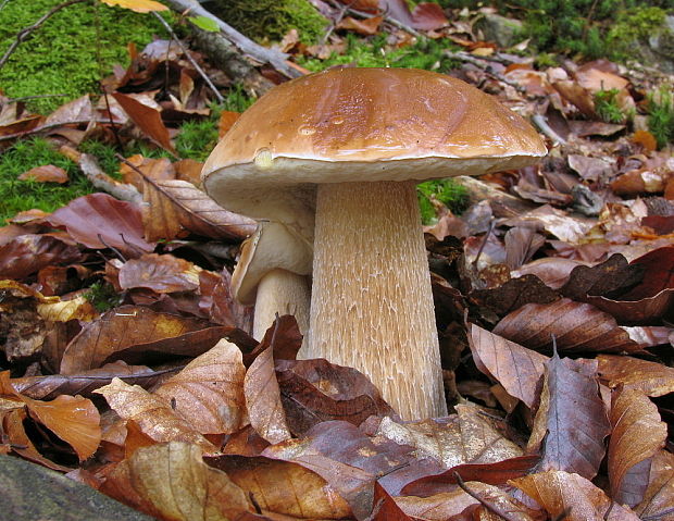 hríb smrekový Boletus edulis Bull.