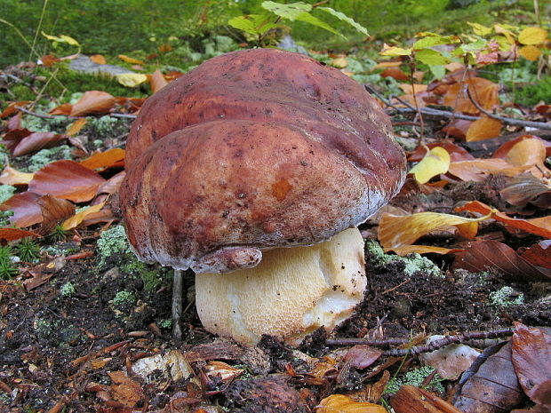 hríb sosnový Boletus pinophilus Pil. et Dermek in Pil.