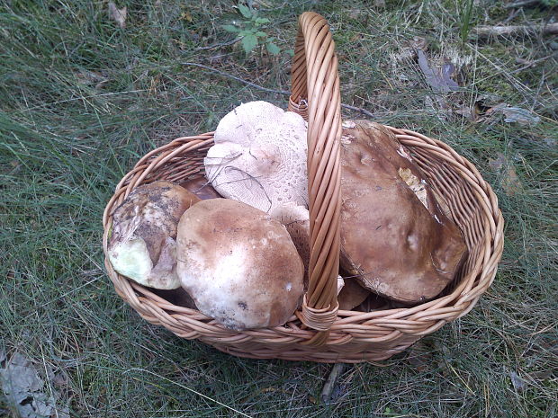 hríb dubový Boletus reticulatus Schaeff.