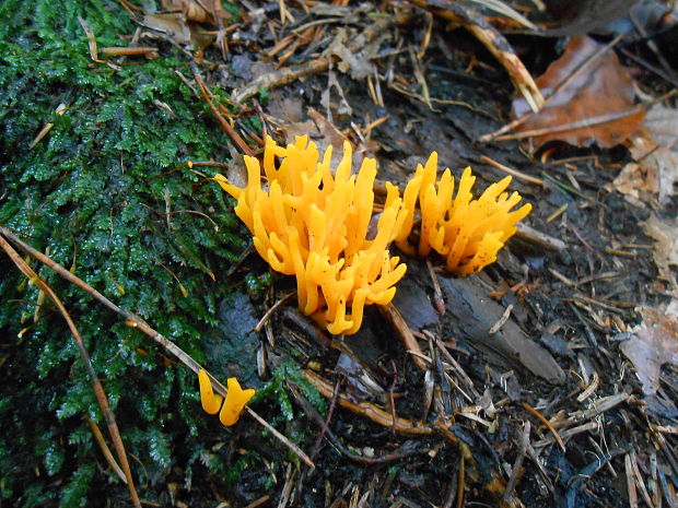 parôžkovec lepkavý Calocera viscosa (Pers.) Fr.