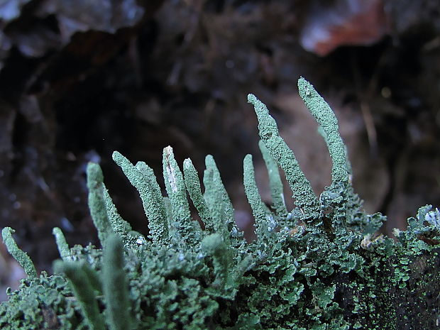 dutohlávka končistá Cladonia coniocraea (Flörke) Spreng.