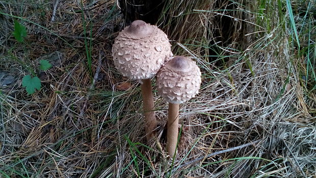 bedľa vysoká Macrolepiota procera (Scop.) Singer