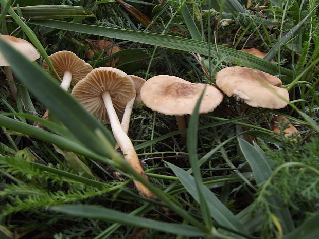 tanečnica poľná Marasmius oreades (Bolton) Fr.