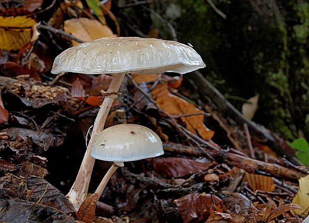 sliznačka obyčajná Mucidula mucida (Schrad.) Pat.