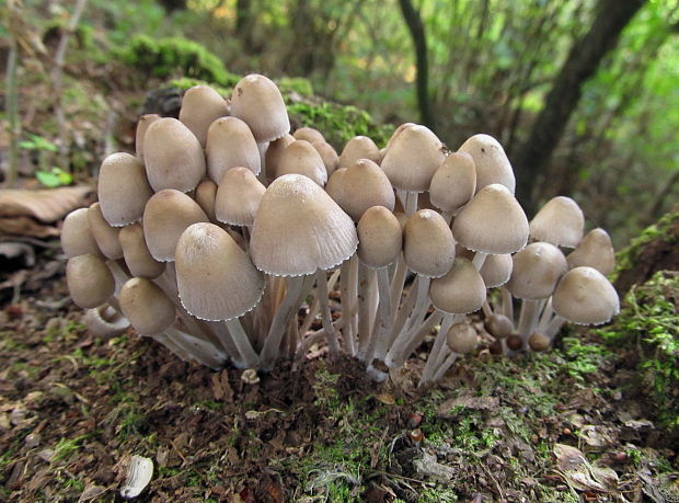 prilbička naklonená Mycena inclinata (Fr.) Quél.