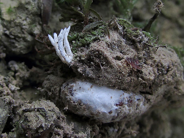 - Paecilomyces farinosus