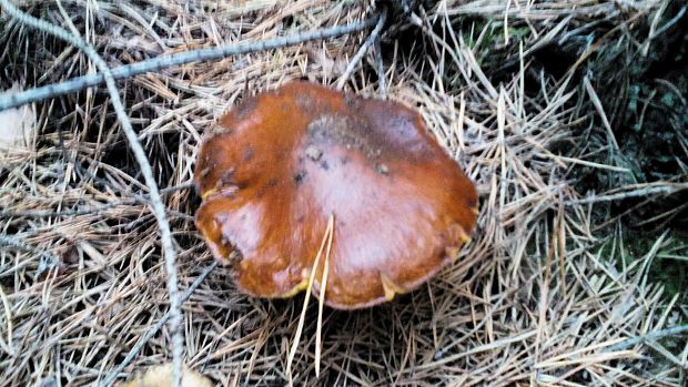 masliak obyčajný Suillus luteus (L.) Roussel