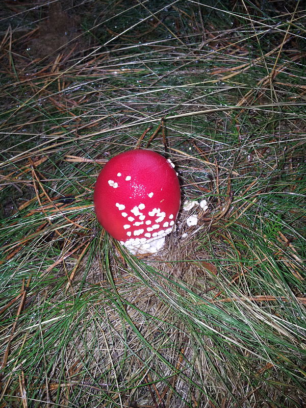 muchotrávka červená pekná Amanita muscaria var. formosa Pers.