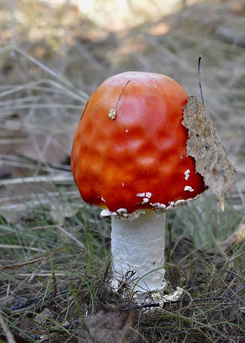 muchotrávka červená Amanita muscaria (L.) Lam.