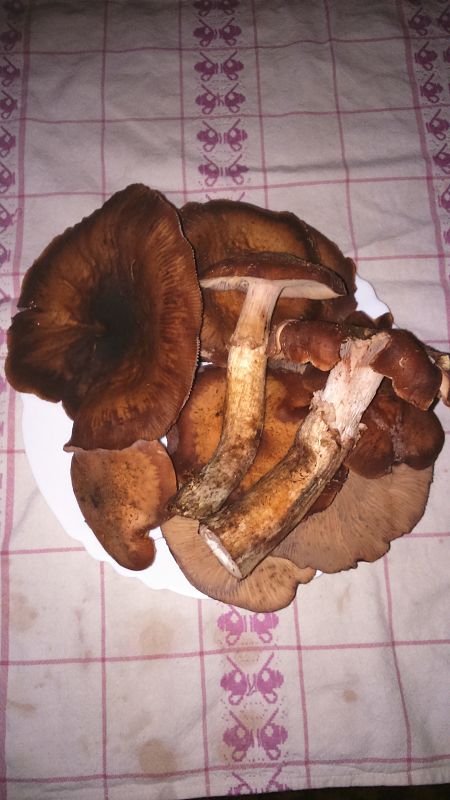 podpňovka Armillaria sp.