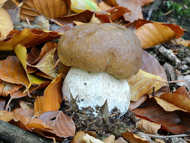 hríb smrekový Boletus edulis Bull.