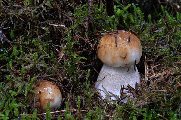 hríb smrekový Boletus edulis Bull.