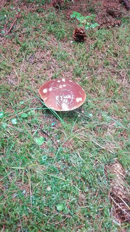 hríb smrekový Boletus edulis Bull.