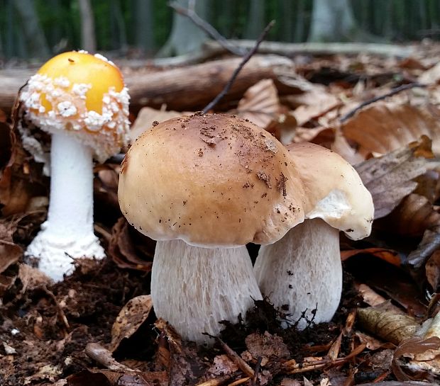 hríb smrekový Boletus edulis Bull.