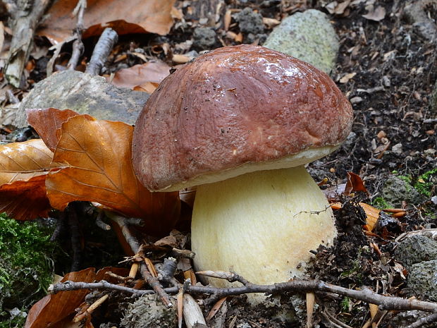 hríb sosnový Boletus pinophilus Pil. et Dermek in Pil.