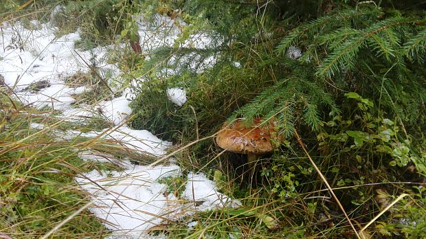 hríb Boletus speciosus