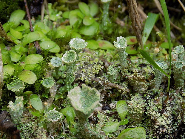 dutohlávka pohárikovitá Cladonia pyxidata (L.) Hoffm.