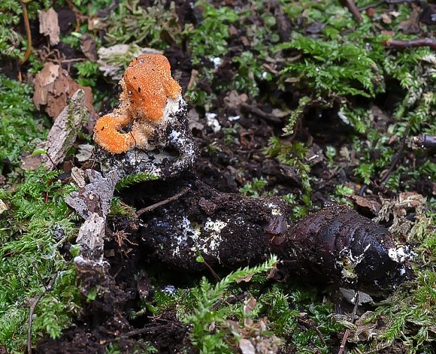 žezlovka hmyzová Cordyceps militaris (Fr.) Link