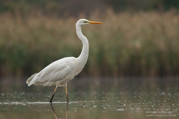 beluša veľká Egretta alba